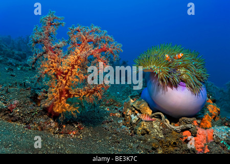 Paesaggio subacqueo con grandi soft coral, magnifica anemone marittimo (Heteractis magnifica) e un paio di Western anamonefish (A Foto Stock