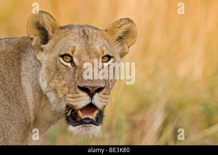 Leonessa (Panthera leo), Moremi National Park, Okavango Delta, Botswana, Africa Foto Stock