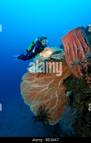 Sommozzatore guardando alla formazione della barriera corallina con ventilatore di mare (Anella mollis) e spugna, corallo, Kuda, Bali, Indonesia, Oceano Pacifico Foto Stock