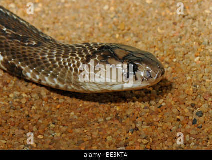 Cobra indiano (Naja naja naja) Foto Stock