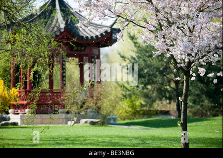 Giardini del mondo nel parco ricreativo di Marzahn, Cinese padiglione del giardino, la fioritura dei ciliegi, Berlino, Germania, Europa Foto Stock