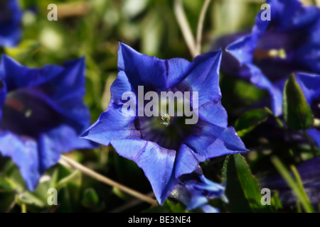 " Clusius genziana (Gentiana clusii) Foto Stock