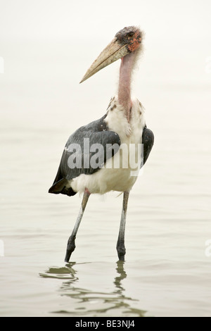 Marabou stork (leptoptilus crumeniferus) nel Lago Edward in Uganda occidentale. Foto Stock