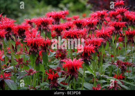 Il bergamotto, Scarlet Beebalm, Scarlet Monarda, Oswego Tea o Crimson Beebalm, Monarda didyma 'Cambridge Scarlet', Lippenblütler, STATI UNITI D'AMERICA Foto Stock