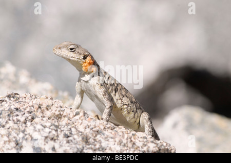 L'Himalayan AGAMA SA (Laudakia himalayana - Macey et al. 2000) Leh, Ladakh India del Nord, India, Himalaya Foto Stock