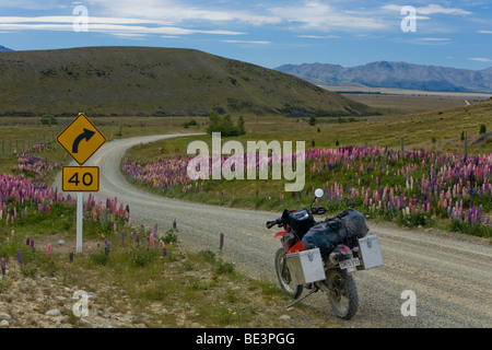 Moto Enduro su una strada di ghiaia con colorati lupini (Lupinus), il Lago Tekapo, Isola del Sud, Nuova Zelanda Foto Stock