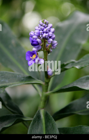 Blue Ginger, Blue-Ginger o zenzero brasiliano, Dichorisandra thyrsiflora, Commelinaceae, tropicali del Sud America Foto Stock