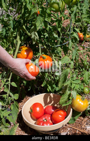 Persona che raccoglie pomodori Jet Star  Stati Uniti orientali, di Carol Dembinsky Photo Assoc Foto Stock