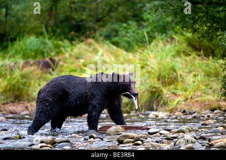 'Un Alaskan Coastal orso bruno seminare con un appena catturati rosa salmone.". Foto Stock