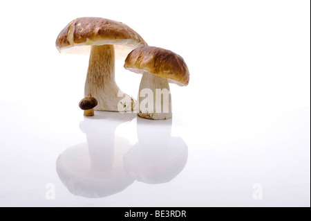 Funghi porcini (Boletus) funghi e una piccola baia Bolete (Boletus badius, Xerocomus badius) fungo Foto Stock