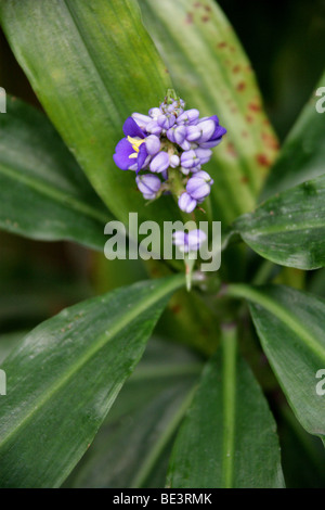 Blue Ginger, Blue-Ginger o zenzero brasiliano, Dichorisandra thyrsiflora, Commelinaceae, tropicali del Sud America Foto Stock