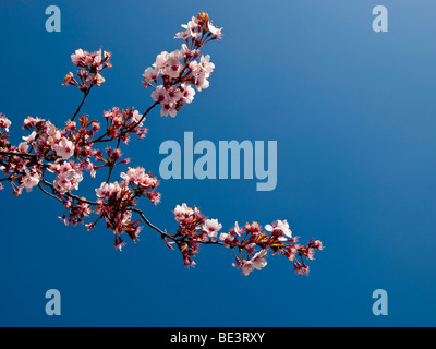 Fiori di ciliegio e blu skuy Foto Stock