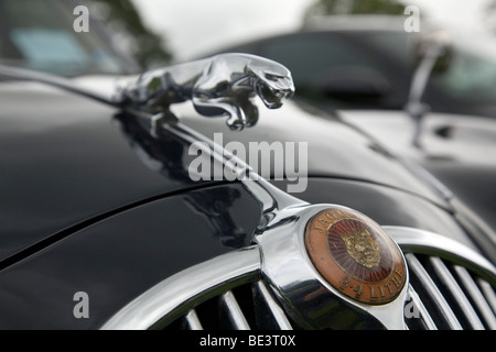 Saltando Jaguar ornamento del cofano su vintage Jag a Scottish Borders automobilismo storico stravaganza 2009 Foto Stock