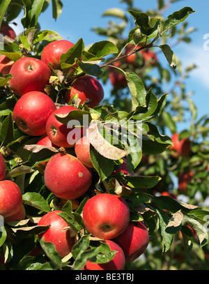 Alberi di mele nella foto durante il tempo di raccolta nella Vecchia Terra/Jork, Bassa Sassonia, Germania 16 settembre 2009 Foto Stock