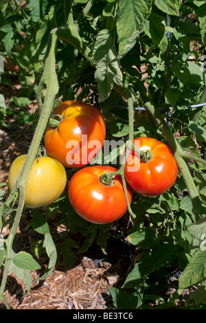 Pomodori Jet Star in maturazione Solanum cultivar USA, di Carol Dembinsky Photo Assoc Foto Stock