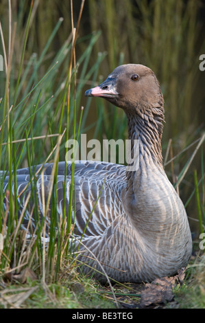 Bean Goose (Anser fabalis) Martin Mere Wildfowl and Wetlands Trust Wigan Greater Manchester Lancashire Inghilterra UK Europa Marzo Foto Stock