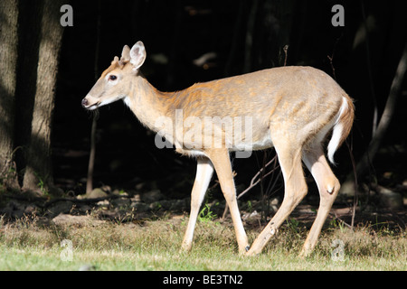 White-Tailed Deer young buck Foto Stock