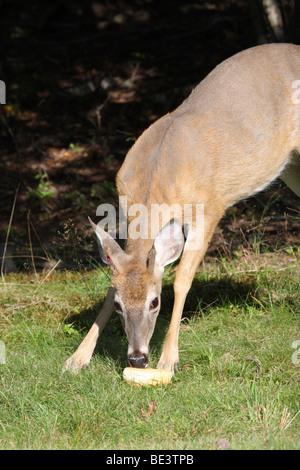 White-Tailed Deer mangiare pane Foto Stock