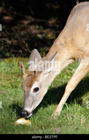 White-tailed deer mangiare Foto Stock