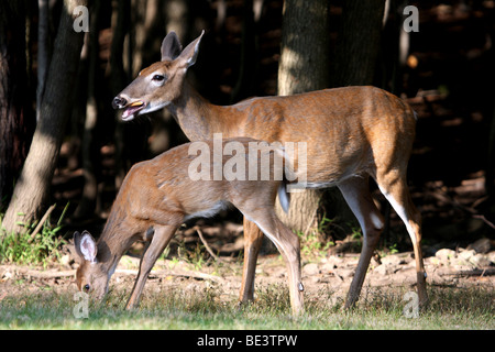 White-Tailed Deer, doe e fawn in corrispondenza del bordo di un bosco Foto Stock