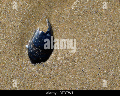 Rotto mussel shell sul bagnato spiaggia sabbiosa Foto Stock