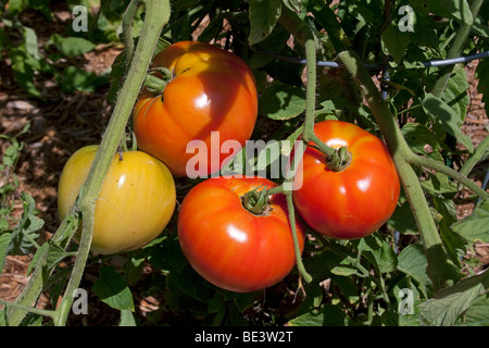 Maturazione Star Jet pomodori Solanum cultivar USA Foto Stock