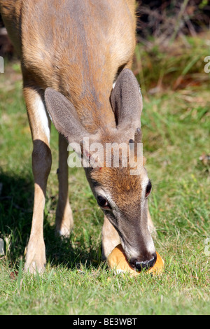 White-Tailed Deer mangiare Foto Stock