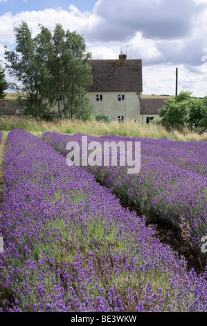 England Gloucestershire cotswolds snowshill lavender farm campi di lavanda Foto Stock