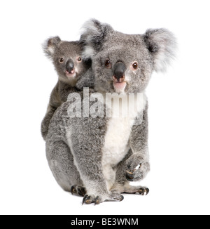 Ritratto di orsi Koala, 4 anni e 9 mesi di età, Phascolarctos cinereus, di fronte a uno sfondo bianco Foto Stock