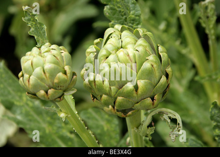 Carciofi, Cynara scolymus, Asteraceae Foto Stock