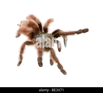 Antilles pinktoe tarantula, Avicularia metallica, contro uno sfondo bianco, studio shot Foto Stock