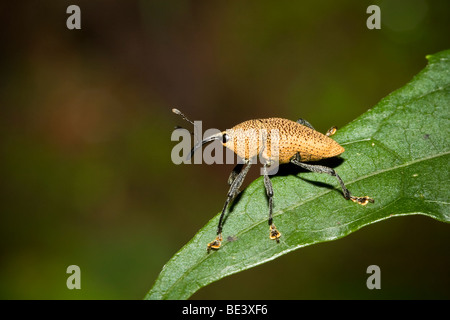 Il curculione di giallo, famiglia, Curculionidae ordine Coleoptera. Fotografato in Costa Rica. Foto Stock