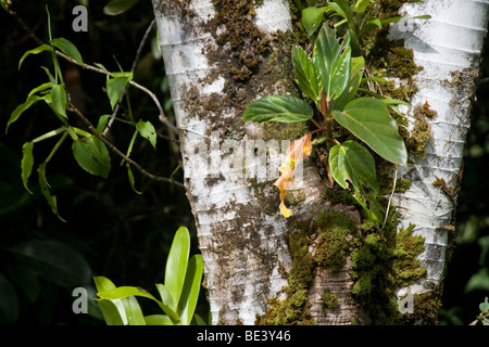 Gli epifiti che cresce su un albero in foreste pluviali montane della Costa Rica. Foto Stock