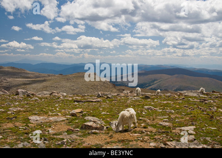 Capre di montagna sul Monte Evans, Colorado, STATI UNITI D'AMERICA Foto Stock