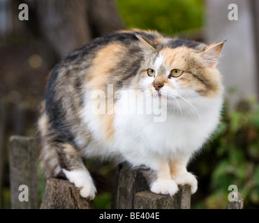 Il gatto si siede su una recinzione e scaredly guarda a parte. Foto Stock