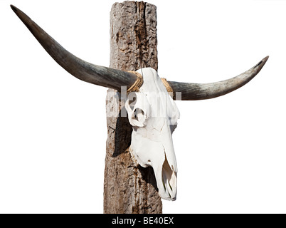 Longhorn bovini teschio sul post Texas USA Foto Stock