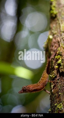 Un maschio Golfo-Dulce anole, Anolis polylepis, una lucertola diurna. Fotografato in Costa Rica. Foto Stock