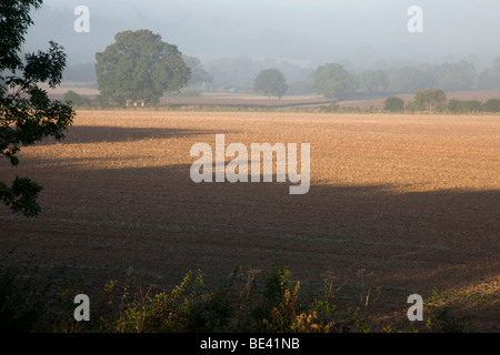 Misty campi nei pressi della Malvern Hills in Worcestershire Foto Stock