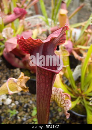 Un carnivoro bog pianta ibrido Sarracenia un North American pianta brocca in vendita in un centro giardino Foto Stock