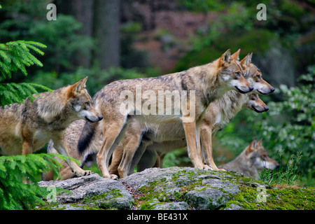 In Germania, in Baviera, il Parco Nazionale della Foresta Bavarese, wolf pack, Canis lupus Foto Stock