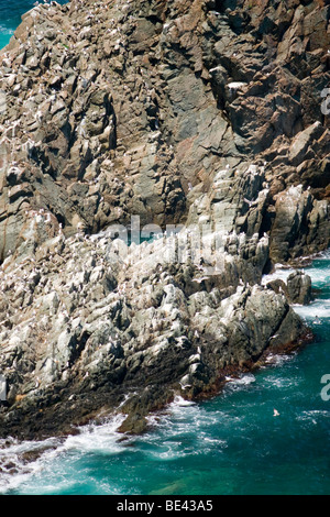 I gabbiani e altri uccelli di mare il resto su una roccia gigante fuori della costa Shimamui sulla Penisola di Shakotan di Hokkaido, Giappone Foto Stock