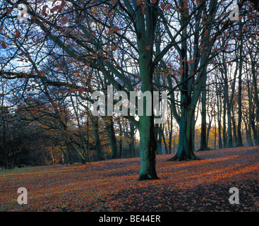 Sutton Park, Sutton Coldfield, Birmingahm West Midlands alberi in inverno in un paese park con la luce del mattino Foto Stock