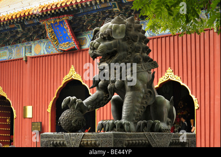 Un maschio di bronzo lion statua alla lama temple gate Yonghe Gong Beijing CN Foto Stock