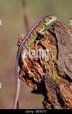 Biacco (Lacerta agilis), maschio Foto Stock