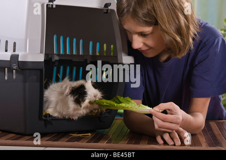 Ragazza, 12 anni, alimentando una cavia in una scatola di trasporto Foto Stock