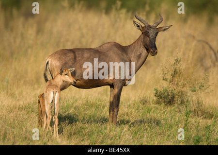 Tsessebe con giovani (Damaliscus lunatus), Okavango Delta, Botswana Foto Stock