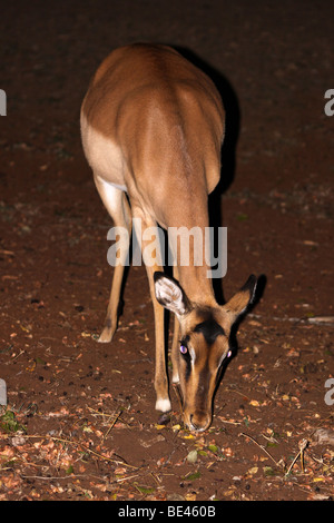 Femmina Impala Aepyceros melampus l'alimentazione di notte In Mkuze Game Reserve, KwaZulu-Natal, Sud Africa Foto Stock