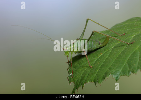 Chiazzato bush-cricket (Leptophyes punctatissima) Foto Stock