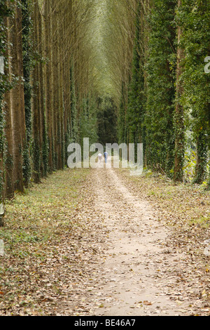 Due persone in lontananza sul percorso attraverso un viale di alberi Foto Stock