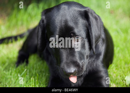Un nero di razza Labrador cucciolo di cane con la lingua di fuori. In Inghilterra La Gran Bretagna UK Europa. Foto Stock